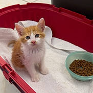 Rookie participe au concours pour gagner de l'argent avec cette photo : kitten, cat, pet, carrier, towel, food_bowl, kibble, tiled_floor, indoor, orange_white_fur, blue_eyes, looking_up, paws, ears, small_animal, cute, portrait, white_towel, plastic_bowl, domestic