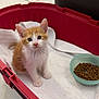 kitten, cat, pet, carrier, towel, food_bowl, kibble, tiled_floor, indoor, orange_white_fur, blue_eyes, looking_up, paws, ears, small_animal, cute, portrait, white_towel, plastic_bowl, domestic