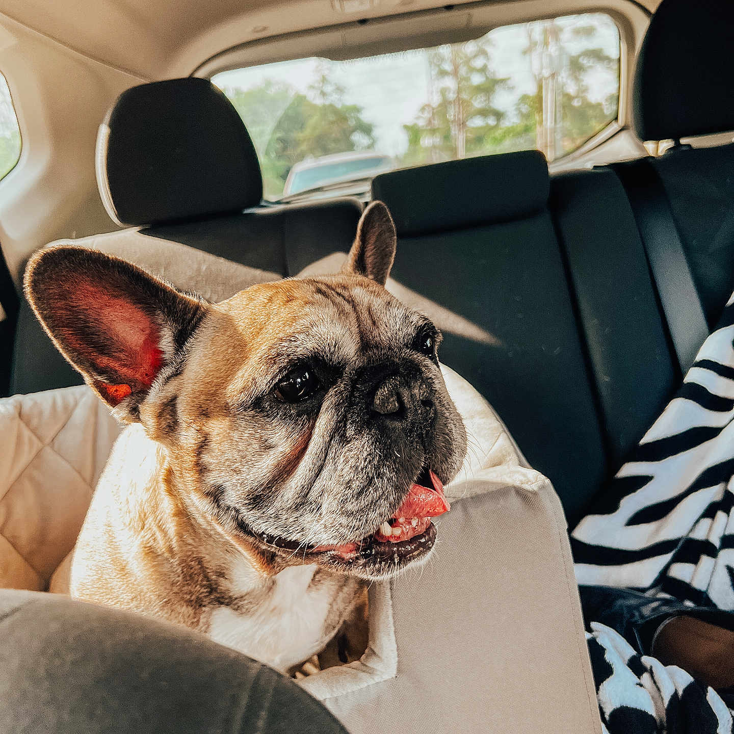 Lilo is registered to the contest to win money with this photo: accessories, animal, belt, bulldog, canine, car, car_interior, carseat, chair, cushion, dog, frenchbulldog, furniture, headrest, homedecor, pet, pitbull, puppy, transportation, vehicle