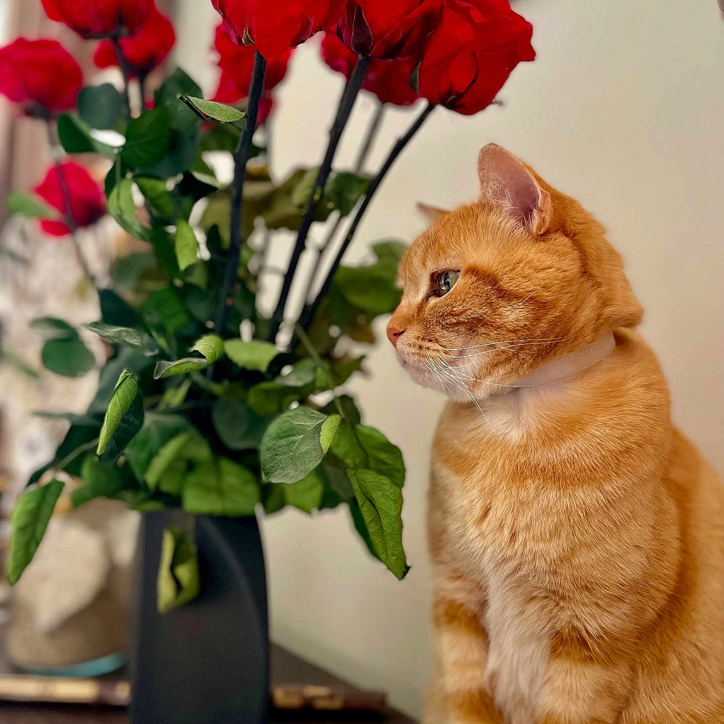Simba