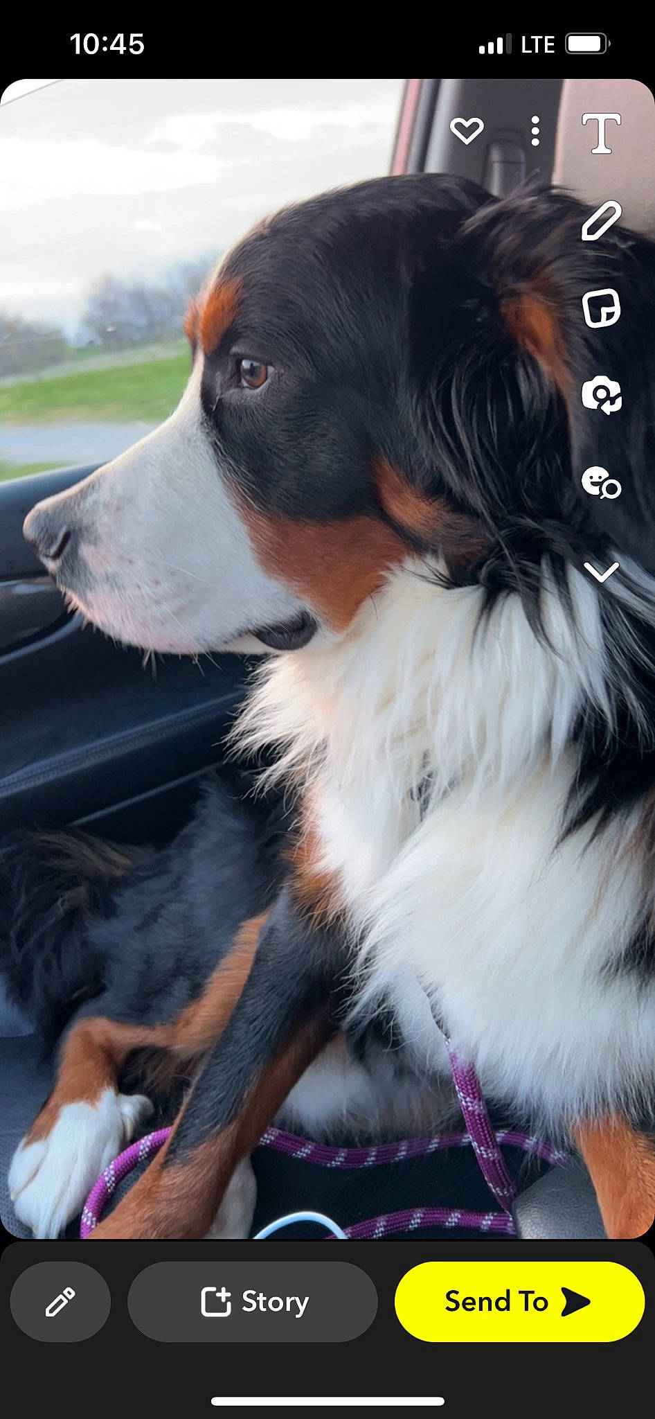 Tucker joined the competition — help win amazing prizes! canidae, companion_dog, dog, dog_breed, fur, herding_dog, liver, sky, sporting_group, whiskers, working_animal, working_dog