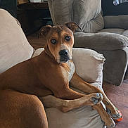River joined the competition — help win amazing prizes! brown_dog, canine, chair, comfort, couch, curtains, dog, ears, furniture, home, household, indoor, living_room, looking, paw, pet, pillow, relaxed, seated, wooden_floor