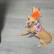 Haylyn is registered to the contest to win money with this photo: dog, small_dog, orange_mohawk, pink_harness, pet, floor, wood_floor, indoor, looking_up, curious, costume, accessory, animal, canine, domestic_animal, brown_dog, puppy, sitting, person_hand, casual