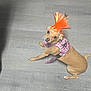 dog, small_dog, orange_mohawk, pink_harness, pet, floor, wood_floor, indoor, looking_up, curious, costume, accessory, animal, canine, domestic_animal, brown_dog, puppy, sitting, person_hand, casual