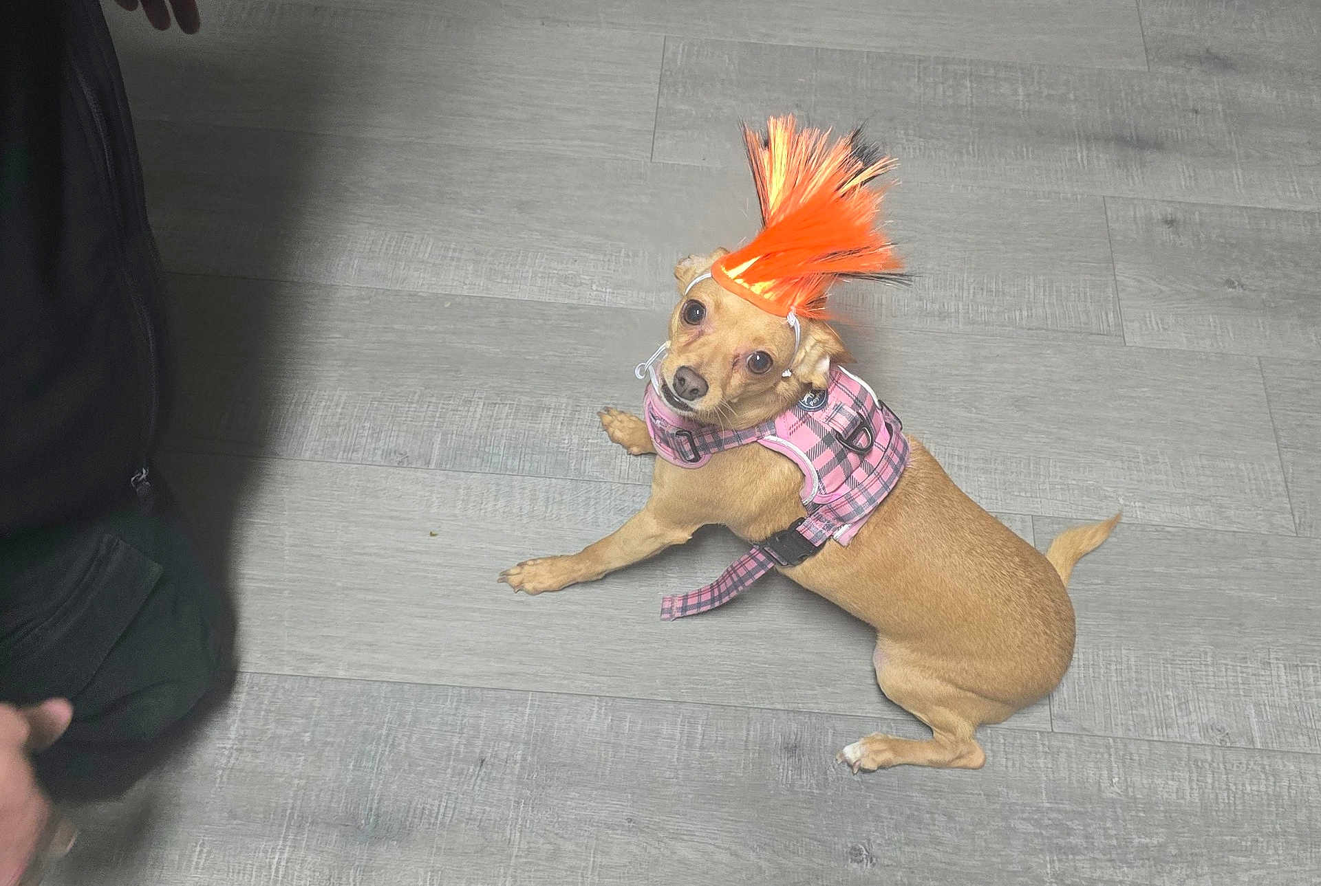 Haylyn is registered to the contest to win money with this photo: dog, small_dog, orange_mohawk, pink_harness, pet, floor, wood_floor, indoor, looking_up, curious, costume, accessory, animal, canine, domestic_animal, brown_dog, puppy, sitting, person_hand, casual