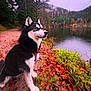 dog, husky, blue_eyes, black_and_white, harness, lake, water, autumn_leaves, forest, trees, path, grass, reflection, portrait, sitting, outdoor, fur, snout, nose, scenic