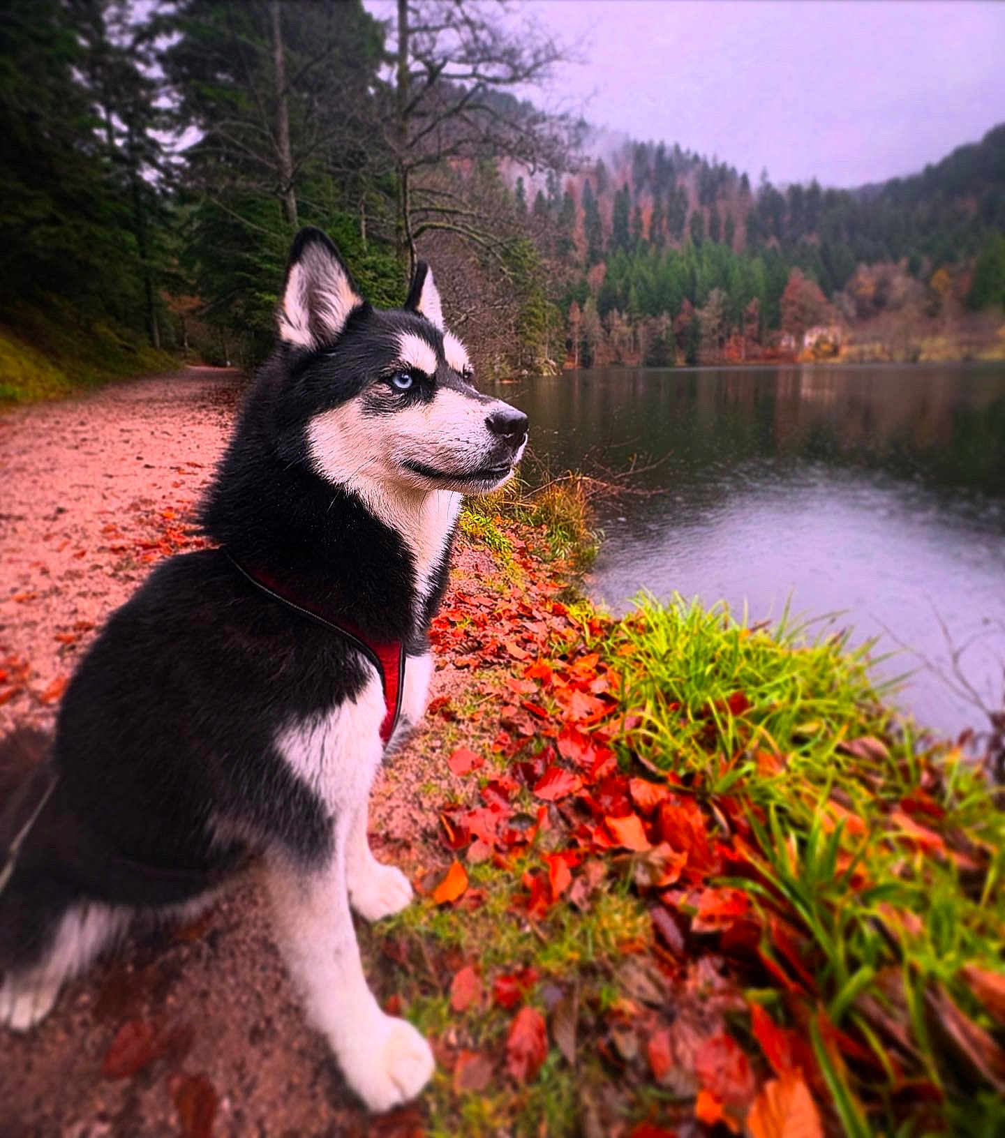 Snow participe au concours pour gagner de l'argent avec cette photo : dog, husky, blue_eyes, black_and_white, harness, lake, water, autumn_leaves, forest, trees, path, grass, reflection, portrait, sitting, outdoor, fur, snout, nose, scenic