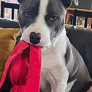 Taïko participe au concours pour gagner de l'argent avec cette photo : dog, pet, indoor, couch, red_toy, black_and_white, seated, curious, animal, mammal, paw, fur, ears, nose, home, living_room, plant, furniture, cushion, relaxed