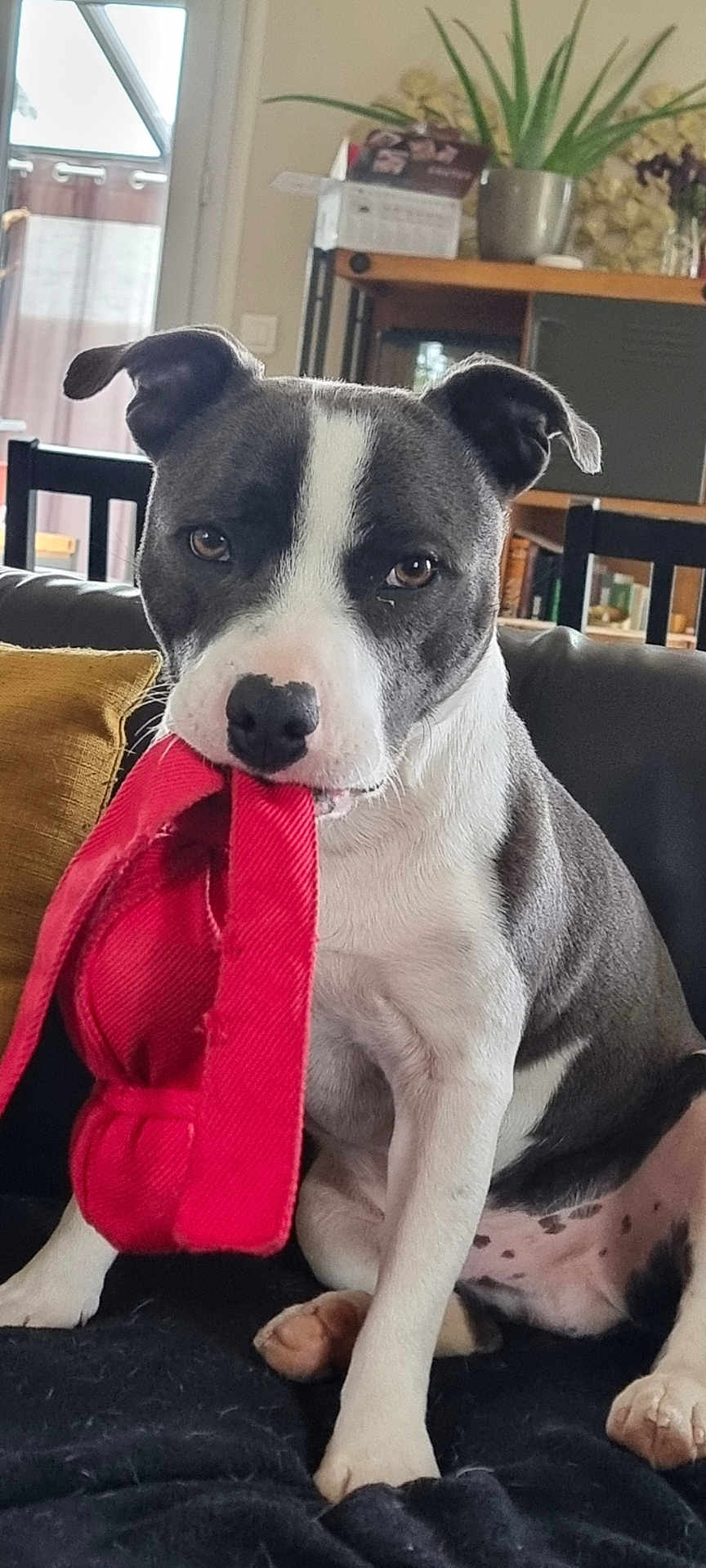 Taïko participe au concours pour gagner de l'argent avec cette photo : dog, pet, indoor, couch, red_toy, black_and_white, seated, curious, animal, mammal, paw, fur, ears, nose, home, living_room, plant, furniture, cushion, relaxed