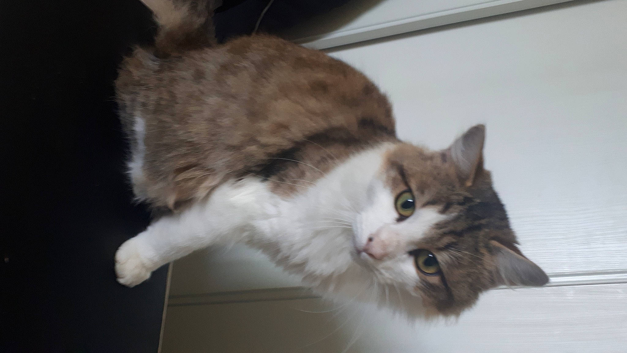 Momo a rejoint le concours — aidez-le/la à gagner de superbes lots ! carnivore, cat, claw, domestic_short_haired_cat, eye, felidae, fur, paw, small_to_medium_sized_cats, snout, tail, terrestrial_animal, whiskers, window