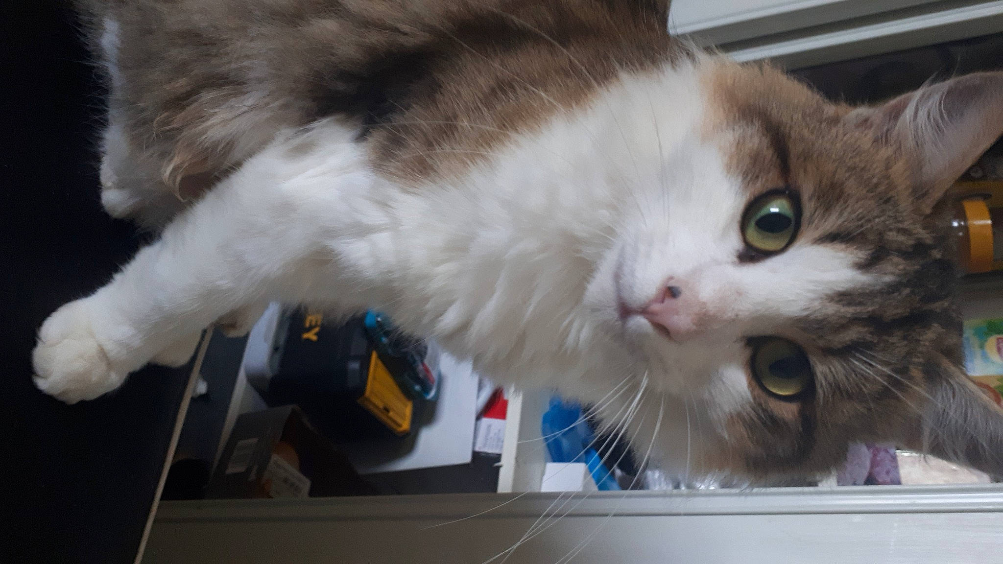 Momo participe au concours pour gagner de l'argent avec cette photo : box, cardboard, carnivore, cat, domestic_short_haired_cat, felidae, fur, paw, small_to_medium_sized_cats, snout, tail, whiskers