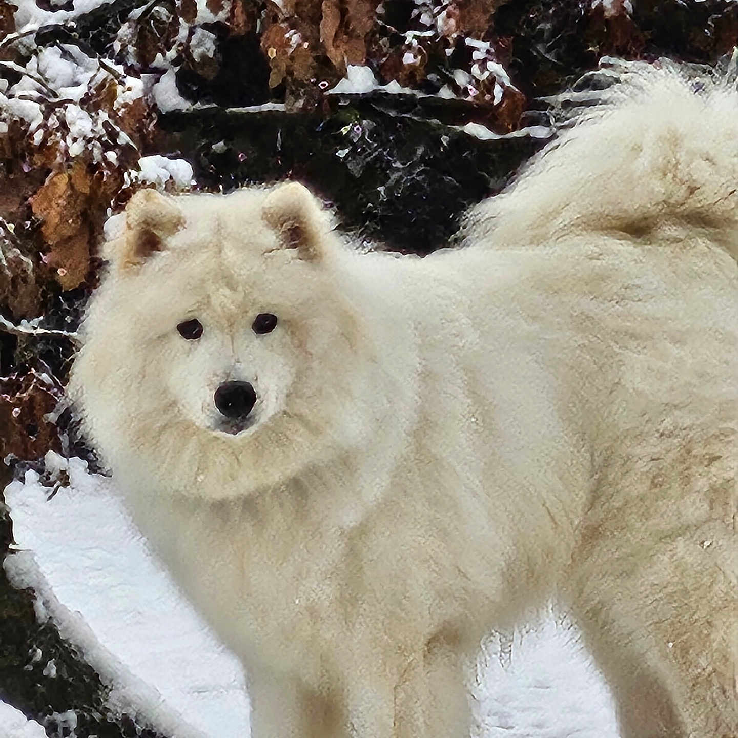 Igloo