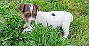 Walkyrie a rejoint le concours — aidez-le/la à gagner de superbes lots ! puppy, dog, grass, greenery, nature, outdoor, young_animal, white_coat, brown_patch, curious, sniffing, stone_path, plants, small_dog, pet, animal, playful, cute, garden, exploration
