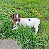 puppy, dog, grass, greenery, nature, outdoor, young_animal, white_coat, brown_patch, curious, sniffing, stone_path, plants, small_dog, pet, animal, playful, cute, garden, exploration