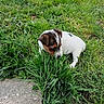 Walkyrie a rejoint le concours — aidez-le/la à gagner de superbes lots ! puppy, dog, grass, greenery, outdoor, nature, stone, cute, small_dog, white_dog, brown_patch, young_animal, sniffing, pet, animal, playful, spring, yellow_flower, leafy, ground