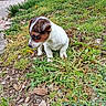 Walkyrie a rejoint le concours — aidez-le/la à gagner de superbes lots ! puppy, dog, grass, outdoor, nature, greenery, rocks, garden, curious, young, pet, small, white_fur, brown_fur, animal, sitting, daylight, path, plants, closeup