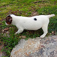 Walkyrie a rejoint le concours — aidez-le/la à gagner de superbes lots ! puppy, dog, grass, rock, outdoor, nature, young, white, black_spot, sniffing, small, animal, pet, curious, greenery, exploring, side_view, walking, canine, fur