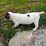 puppy, dog, grass, rock, outdoor, nature, young, white, black_spot, sniffing, small, animal, pet, curious, greenery, exploring, side_view, walking, canine, fur