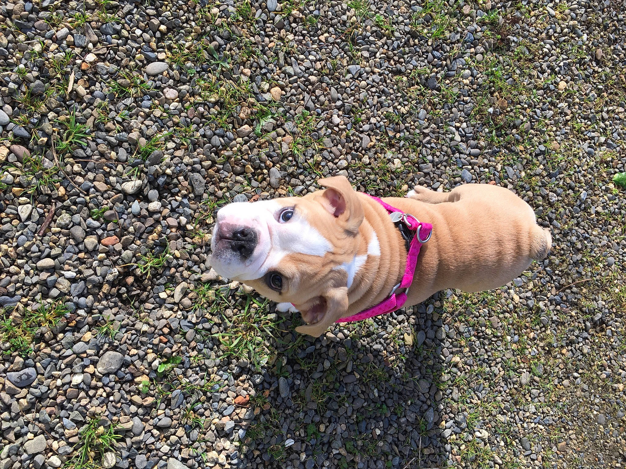 Queen a rejoint le concours — aidez-le/la à gagner de superbes lots ! asphalt, carnivore, collar, companion_dog, dog, dog_breed, dog_clothes, dog_collar, dog_supply, fawn, grass, leash, pet_supply, pug, road_surface, snout, sporting_group, tail, toy_dog, working_animal