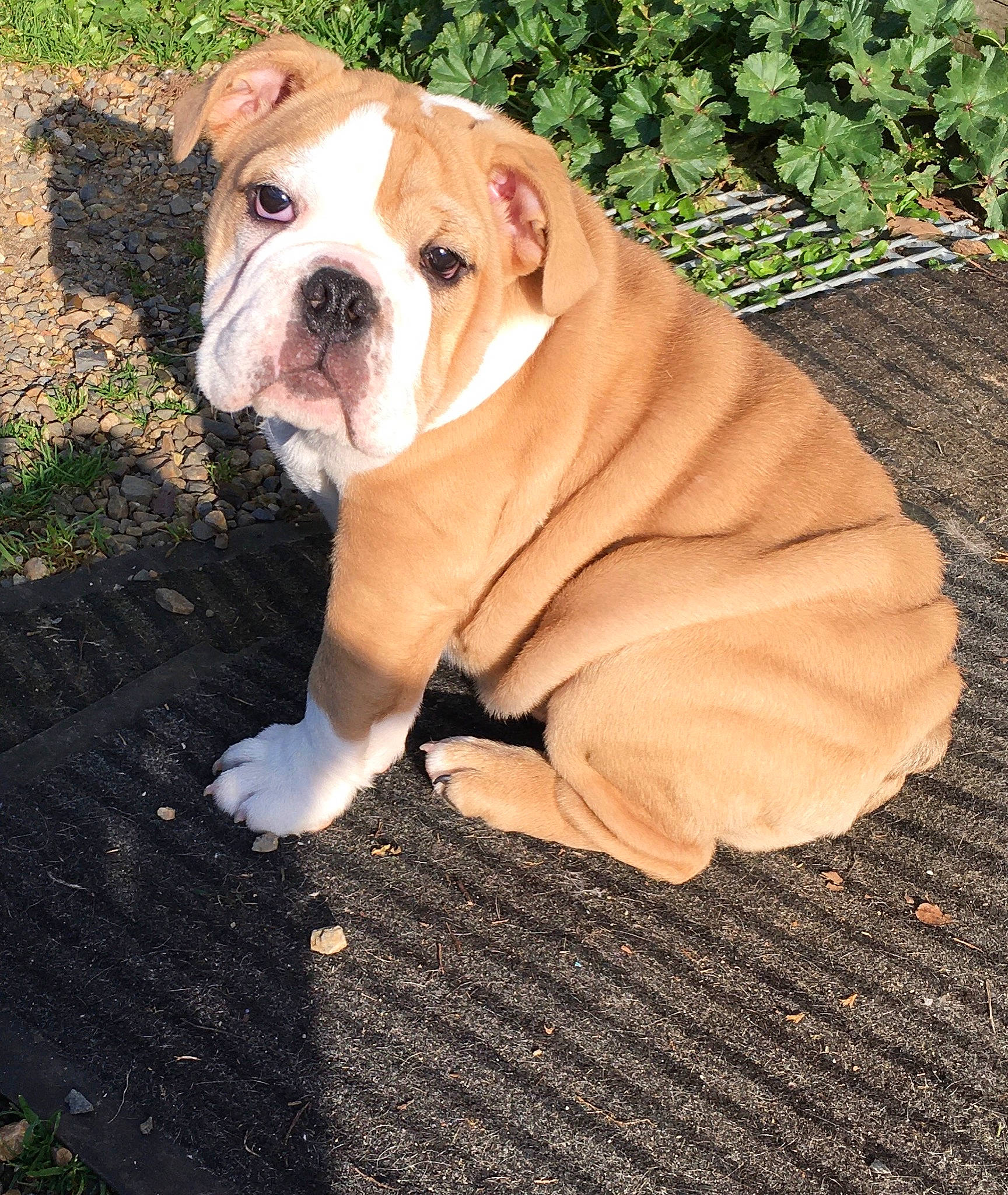 Queen a rejoint le concours — aidez-le/la à gagner de superbes lots ! bulldog, canidae, carnivore, companion_dog, dog, dog_breed, fawn, grass, non_sporting_group, old_english_bulldog, plant, snout, sporting_group, terrestrial_animal, wood, working_animal, working_dog, wrinkle