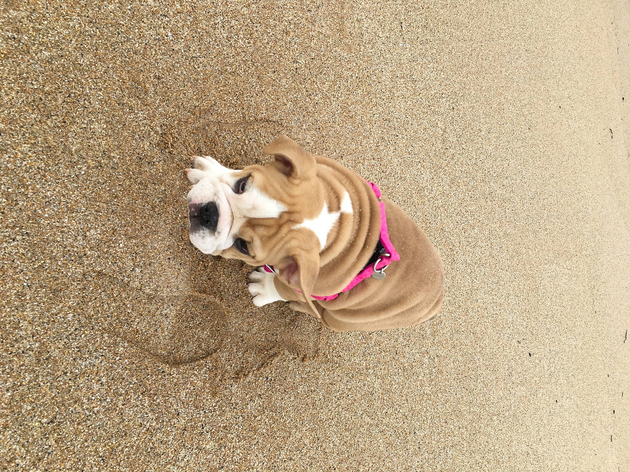 Queen participe au concours pour gagner de l'argent avec cette photo : asphalt, ball, bulldog, carnivore, collar, companion_dog, dog, dog_breed, dog_clothes, dog_collar, dog_supply, eyewear, fawn, leash, pet_supply, sand, snout, sporting_group, tail, working_animal