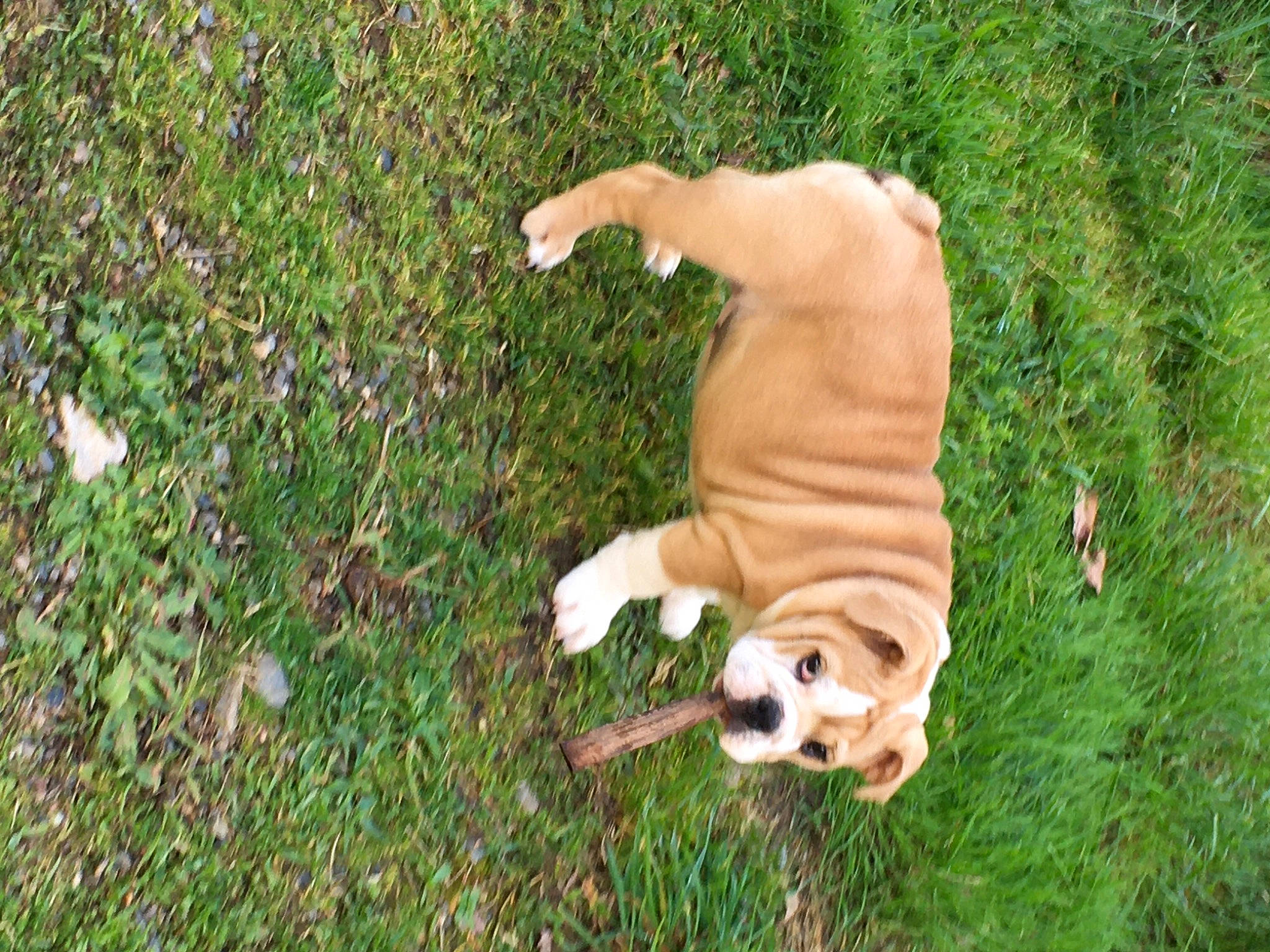 Queen participe au concours pour gagner de l'argent avec cette photo : ball, canidae, carnivore, companion_dog, dog, dog_breed, dog_supply, fawn, football, grass, groundcover, paw, plant, snout, sporting_group, tail, terrestrial_animal, toy, working_animal, yard