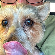 Lookie a rejoint le concours — aidez-le/la à gagner de superbes lots ! dog, close_up, tongue, pet, animal, cute, face, eyes, fur, ears, person, glasses, shirt, green, indoors, portrait, playful, licking, nose, friendly