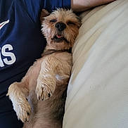 Lookie participe au concours pour gagner de l'argent avec cette photo : dog, pet, sleeping, relaxed, couch, white_couch, fur, paw, human_arm, blue_shirt, indoor, resting, tongue_out, small_dog, companion, cute, cozy, nap, animal, domestic