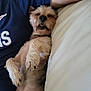 dog, pet, sleeping, relaxed, couch, white_couch, fur, paw, human_arm, blue_shirt, indoor, resting, tongue_out, small_dog, companion, cute, cozy, nap, animal, domestic