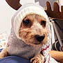 dog, pet, costume, antlers, sweater, hood, indoor, furniture, guitar, pillow, cozy, cute, small_dog, animal, relaxed, lying_down, brown, gray, white, closeup