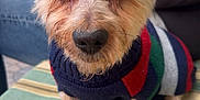 Lookie participe au concours pour gagner de l'argent avec cette photo : dog, small_dog, pet, close_up, sweater, striped_sweater, cute, animal, fur, ears, face, brown_eyes, nose, paws, cushion, indoor, person, jeans, brick_wall, table