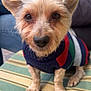 dog, small_dog, pet, close_up, sweater, striped_sweater, cute, animal, fur, ears, face, brown_eyes, nose, paws, cushion, indoor, person, jeans, brick_wall, table