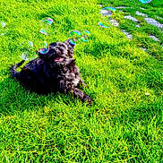 Blue a rejoint le concours — aidez-le/la à gagner de superbes lots ! dog, black_dog, grass, green_grass, bubbles, outdoor, sunlight, happy, playful, pet, nature, animal, summer, joy, fun, field, daylight, fur, canine, lawn