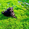 animal, black_dog, bubbles, canine, daylight, dog, field, fun, fur, grass, green_grass, happy, joy, lawn, nature, outdoor, pet, playful, summer, sunlight