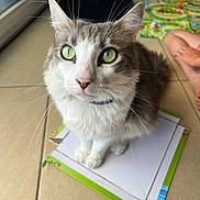 Ulysse a rejoint le concours — aidez-le/la à gagner de superbes lots ! cat, green_eyes, fluffy_fur, indoor, cardboard_box, tile_floor, children, board_game, curious, pet, whiskers, ears, front_paws, playful, home, close_up, light, window, floor, sitting