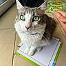 cat, green_eyes, fluffy_fur, indoor, cardboard_box, tile_floor, children, board_game, curious, pet, whiskers, ears, front_paws, playful, home, close_up, light, window, floor, sitting