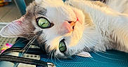 Ulysse participe au concours pour gagner de l'argent avec cette photo : cat, green_eyes, close_up, whiskers, fur, blue_chair, fabric, relaxing, sunlight, golden_hour, pet, animal, indoor, curious, laying_down, soft_texture, portrait, face, eye_reflection, cozy