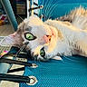 cat, green_eyes, close_up, whiskers, fur, blue_chair, fabric, relaxing, sunlight, golden_hour, pet, animal, indoor, curious, laying_down, soft_texture, portrait, face, eye_reflection, cozy