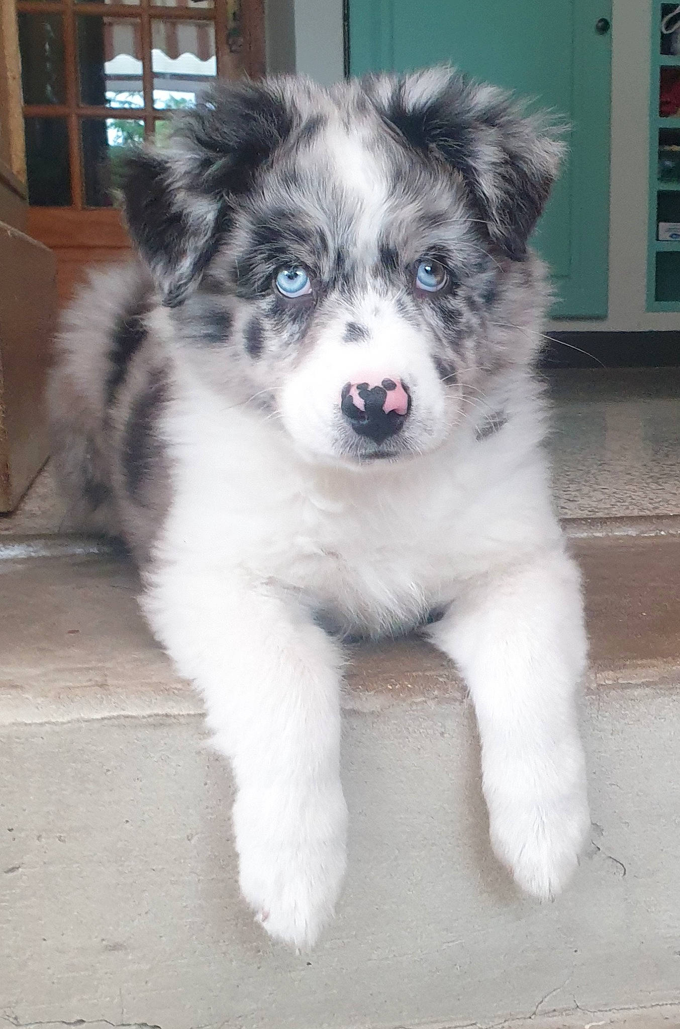 Thya a rejoint le concours — aidez-le/la à gagner de superbes lots ! ancient_dog_breeds, art, canidae, carnivore, companion_dog, dog, dog_breed, door, fur, herding_dog, non_sporting_group, puppy, snout, sporting_group, tail, terrestrial_animal, toy_dog, whiskers, working_animal, working_dog