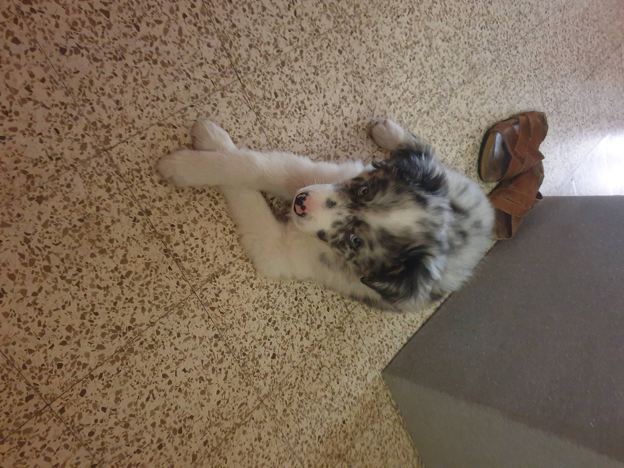 Thya a rejoint le concours — aidez-le/la à gagner de superbes lots ! canidae, carnivore, cat, comfort, companion_dog, dog_breed, domestic_short_haired_cat, fawn, felidae, flooring, fur, hardwood, paw, small_to_medium_sized_cats, snout, sporting_group, tail, toy_dog, whiskers, wood