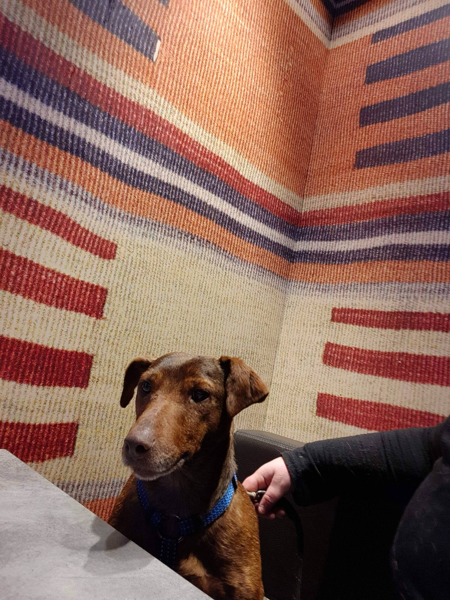 Nestor a rejoint le concours — aidez-le/la à gagner de superbes lots ! azawakh, canidae, carnivore, dog, dog_breed, fawn, galgo_espanol, greyhound, italian_greyhound, lurcher, mammal, sighthound, snout, toy_dog, vertebrate, whippet