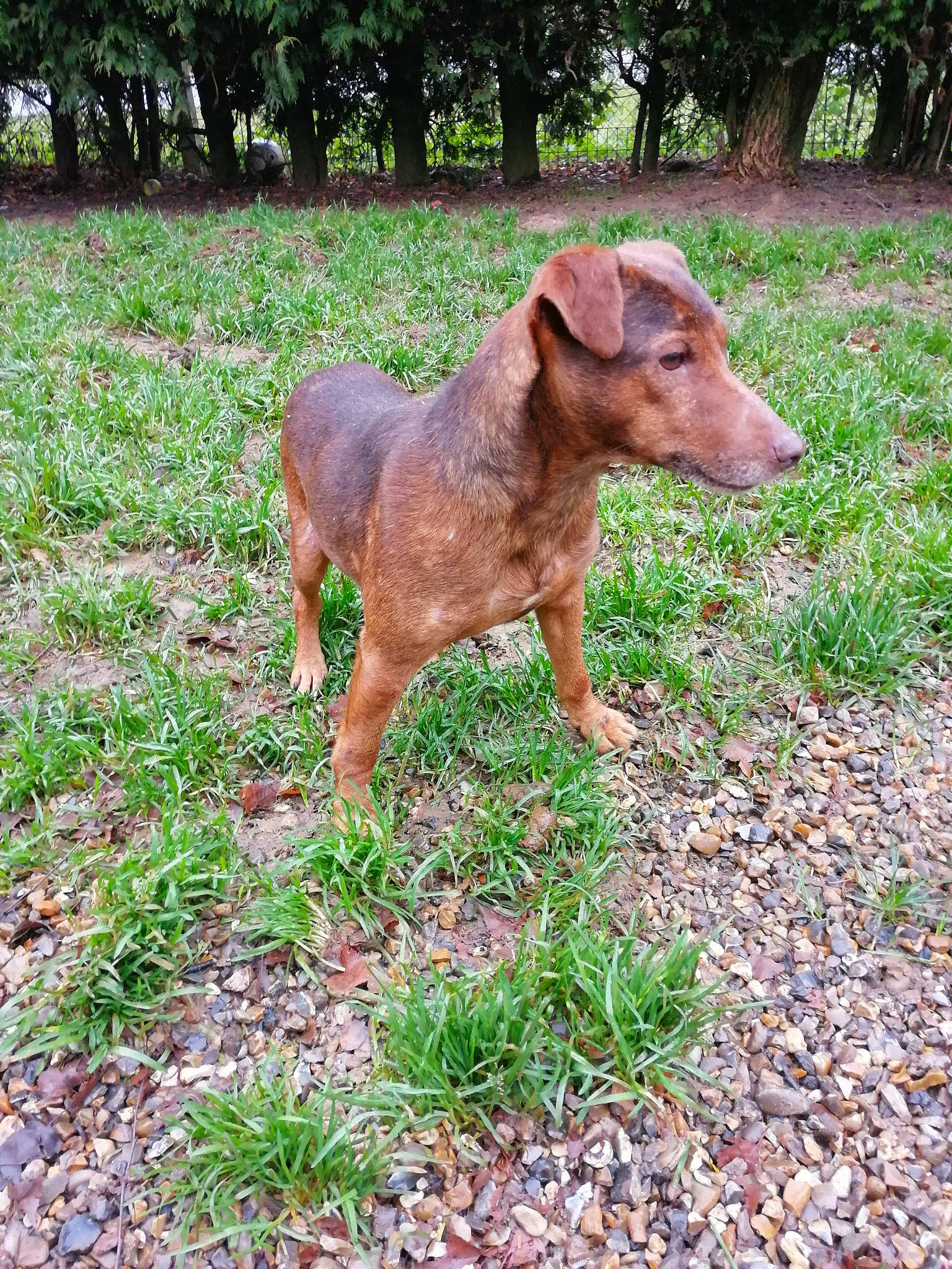 Nestor participe au concours pour gagner de l'argent avec cette photo : canidae, carnivore, dog, dog_breed, fawn, grass, mammal, patterdale_terrier, sporting_group, vertebrate