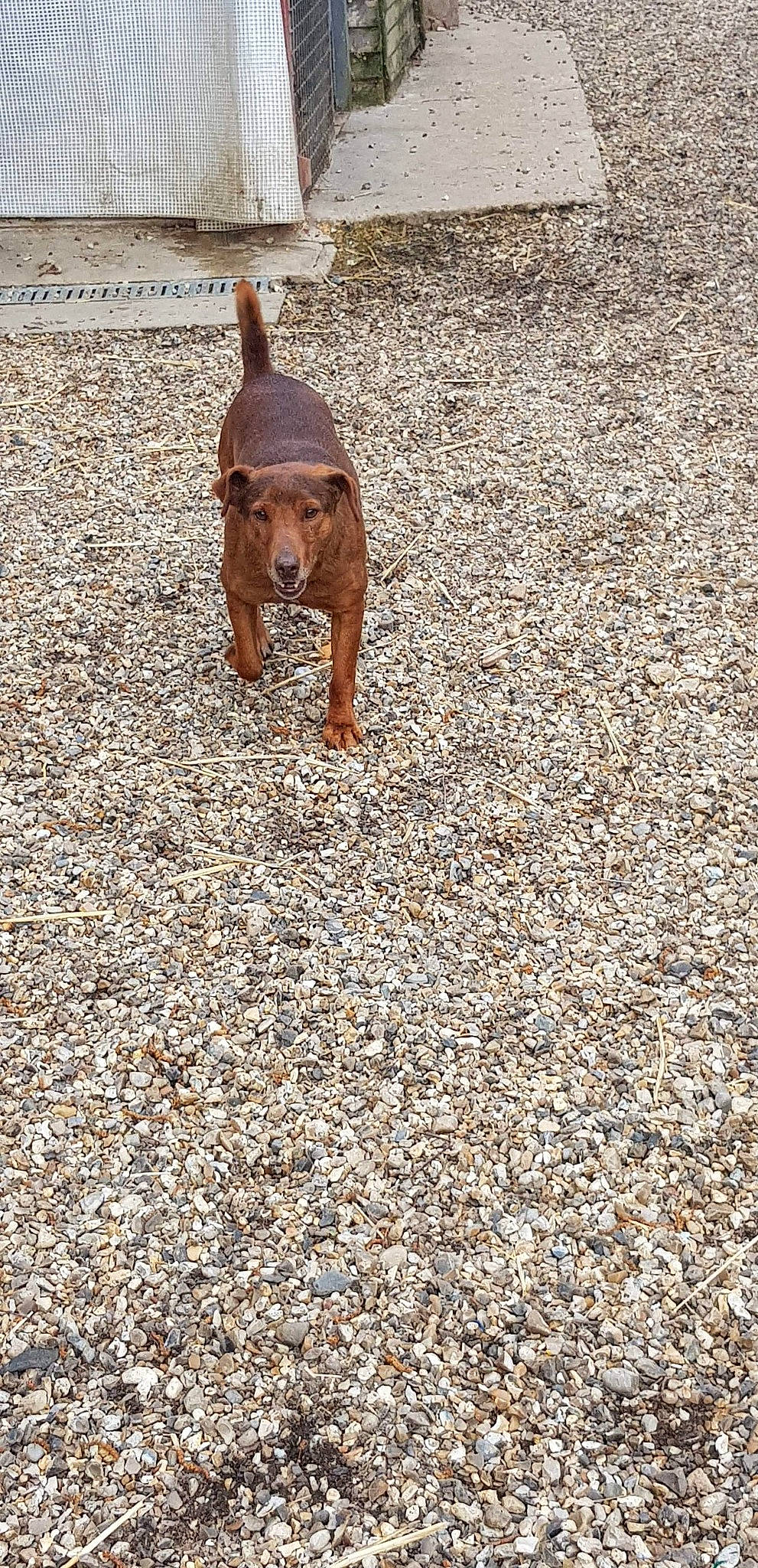 Nestor participe au concours pour gagner de l'argent avec cette photo : canidae, carnivore, dog, dog_breed, fawn, sporting_group, tail