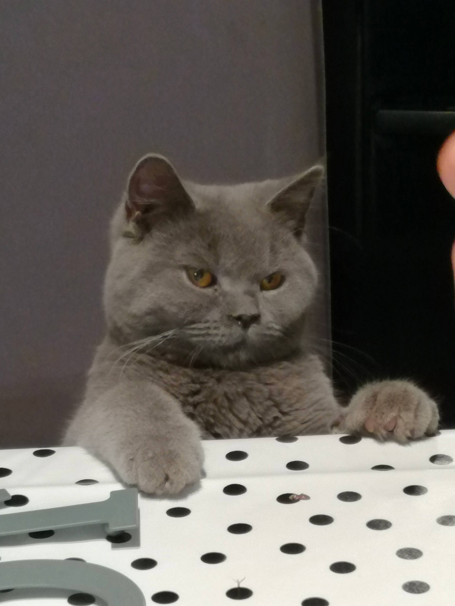 N'Amour participe au concours pour gagner de l'argent avec cette photo : asian, british_longhair, british_semi_longhair, british_shorthair, carnivore, cat, chartreux, domestic_short_haired_cat, european_shorthair, fawn, felidae, kitten, mammal, russian_blue, small_to_medium_sized_cats, vertebrate, whiskers