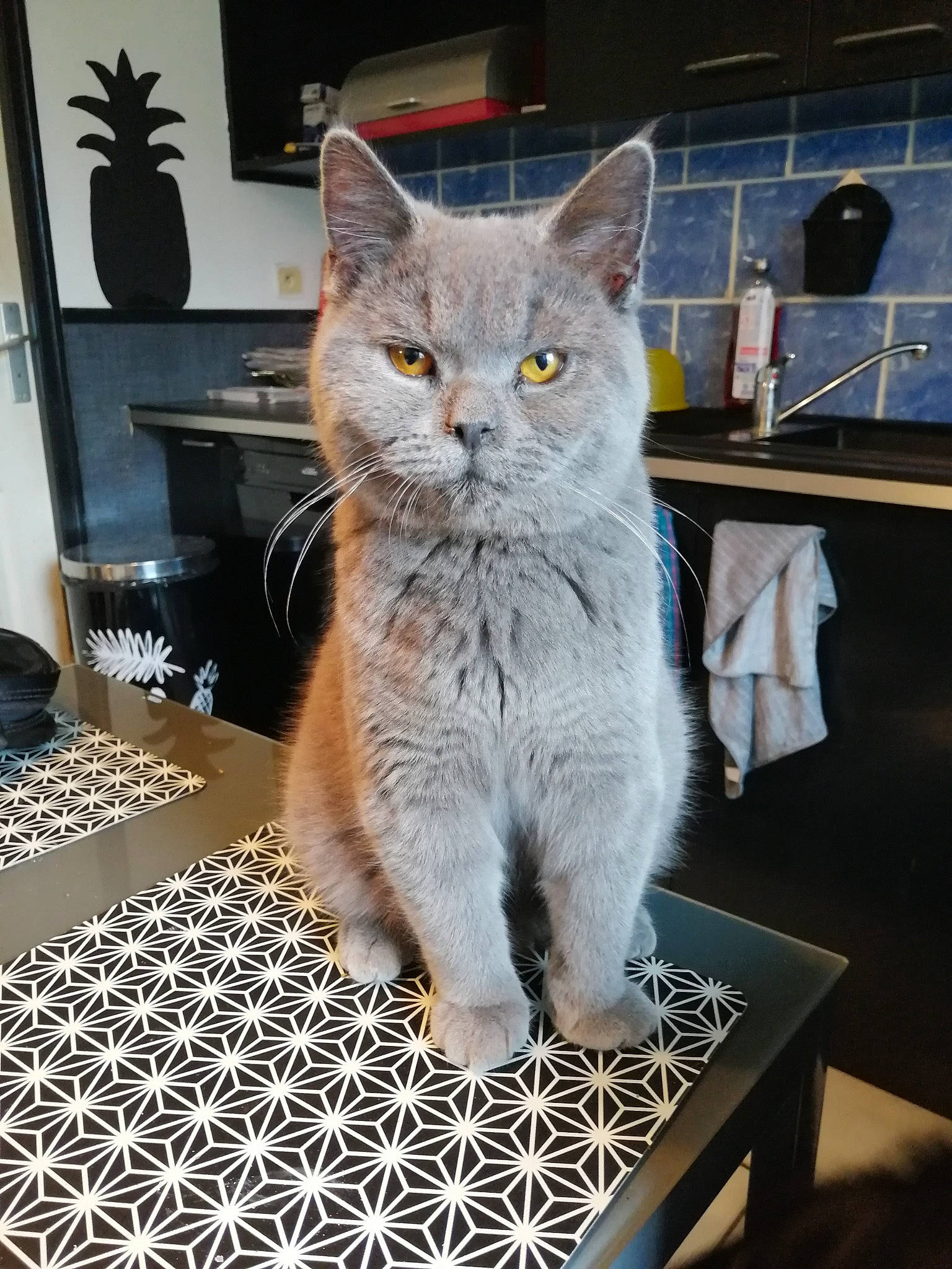 N'Amour participe au concours pour gagner de l'argent avec cette photo : american_shorthair, asian, british_semi_longhair, british_shorthair, carnivore, cat, chartreux, domestic_short_haired_cat, european_shorthair, fawn, felidae, kitten, mammal, nebelung, small_to_medium_sized_cats, vertebrate, whiskers