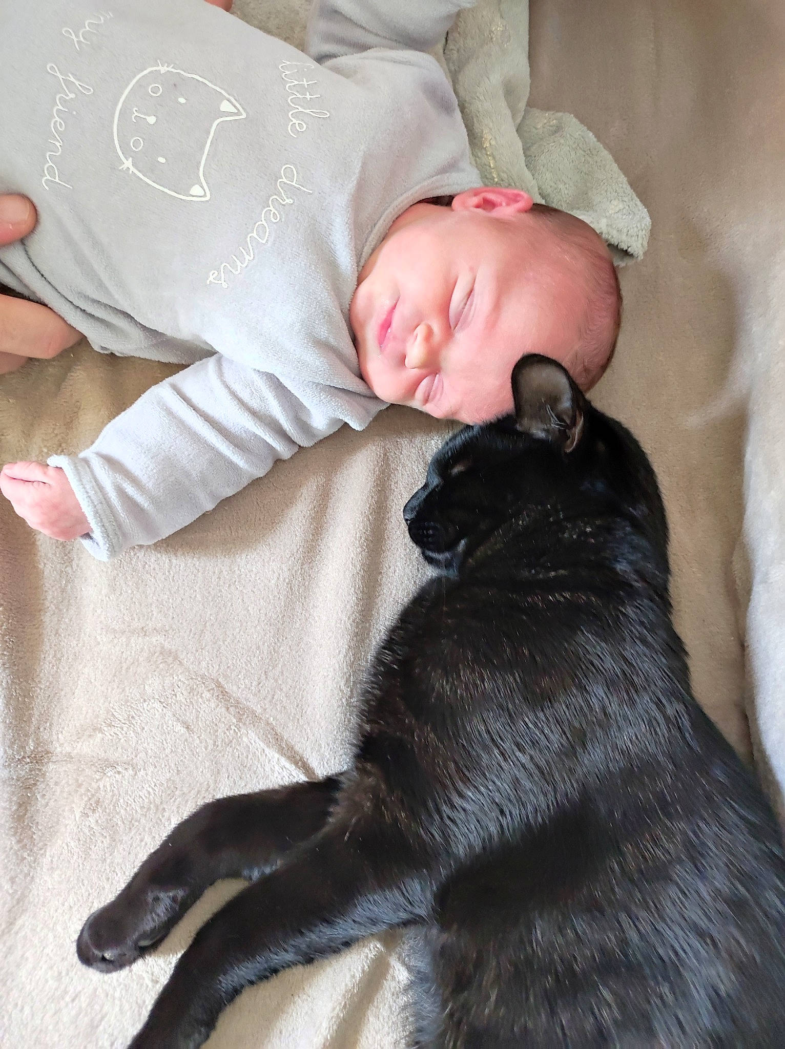 Liza a rejoint le concours — aidez-le/la à gagner de superbes lots ! bed, carnivore, child, comfort, companion_dog, couch, dog, dog_breed, fawn, felidae, fur, grey, linens, mammal, nap, person, small_to_medium_sized_cats, snout, sporting_group, tail