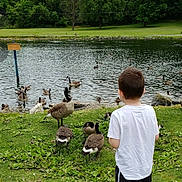 James is registered to the contest to win money with this photo: child, boy, white_tshirt, black_shorts, grass, pond, water, geese, birds, nature, trees, greenery, outdoor, daytime, wildlife, lake, park, back_view, animal, peaceful