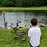 child, boy, white_tshirt, black_shorts, grass, pond, water, geese, birds, nature, trees, greenery, outdoor, daytime, wildlife, lake, park, back_view, animal, peaceful