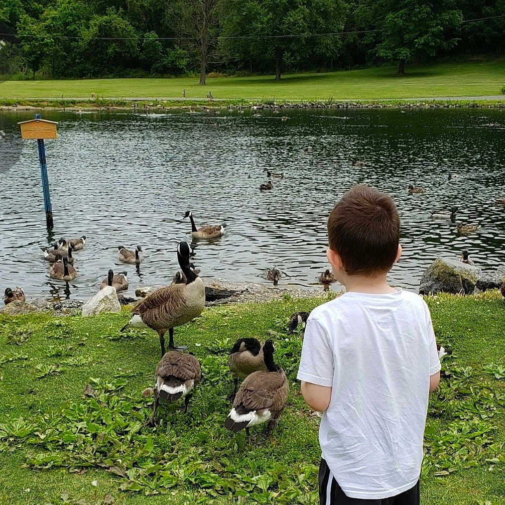 James is registered to the contest to win money with this photo: child, boy, white_tshirt, black_shorts, grass, pond, water, geese, birds, nature, trees, greenery, outdoor, daytime, wildlife, lake, park, back_view, animal, peaceful