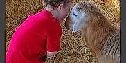 James joined the competition — help win amazing prizes! animal, barn, child, curiosity, curly_hair, cute, farm, fence, footwear, friendship, interaction, lamb, nature, outdoor, petting, red_shirt, shorts, straw, tender_moment, young